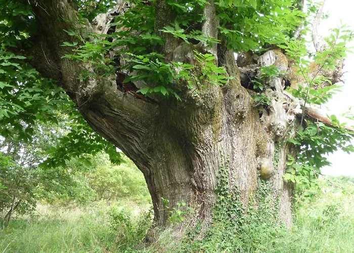Casa di campagna Casa De Flores Ribeira Sacra Sober